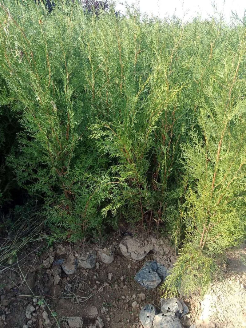 钙果苗，1一2年苗200万左右，大量供应，用的老板来电。