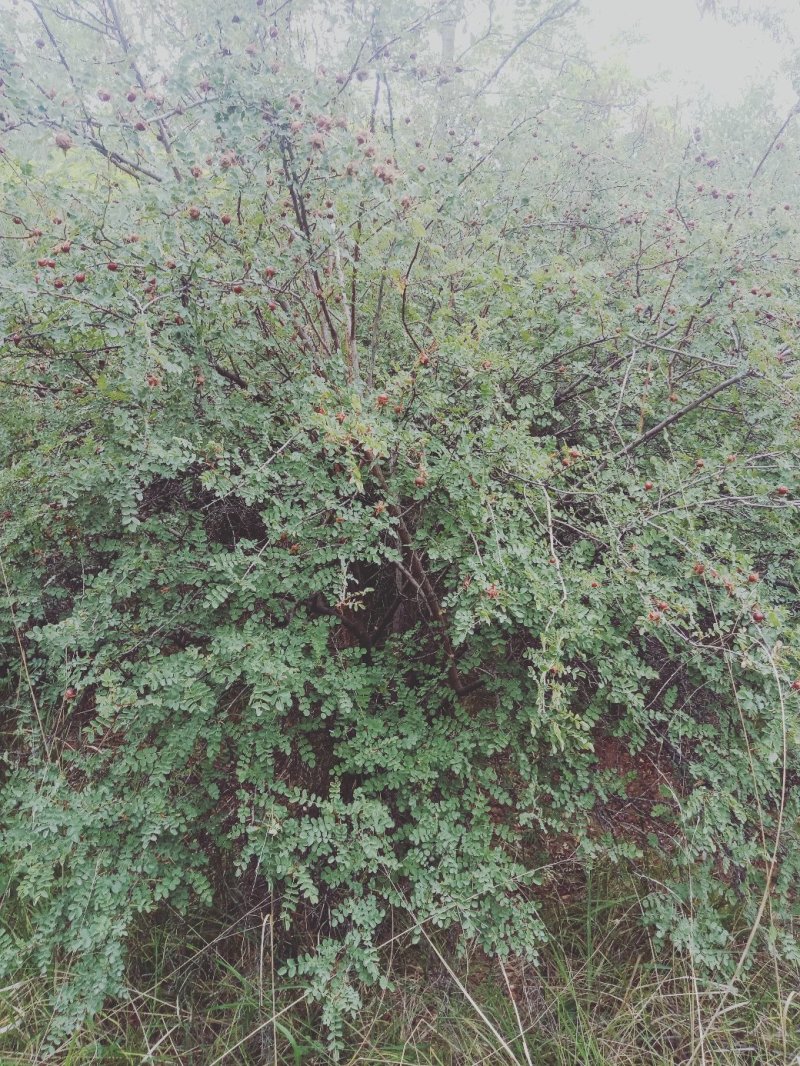 钙果苗，1一2年苗200万左右，大量供应，用的老板来电。
