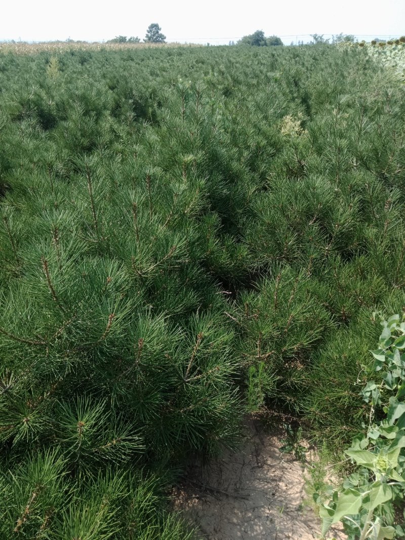 钙果苗，1一2年苗200万左右，大量供应，用的老板来电。