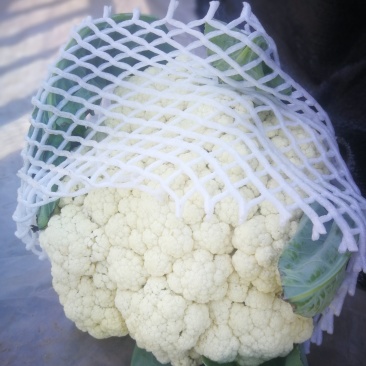 万亩有机花菜基地，货源充足，代收代发