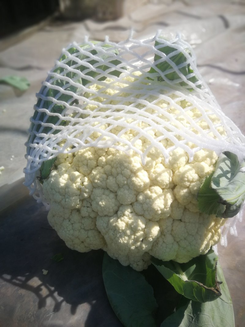 万亩有机花菜基地，货源充足，代收代发