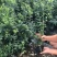 蓝莓苗薄雾蓝莓盆景蓝莓树苗南北方盆栽地栽微土球发货