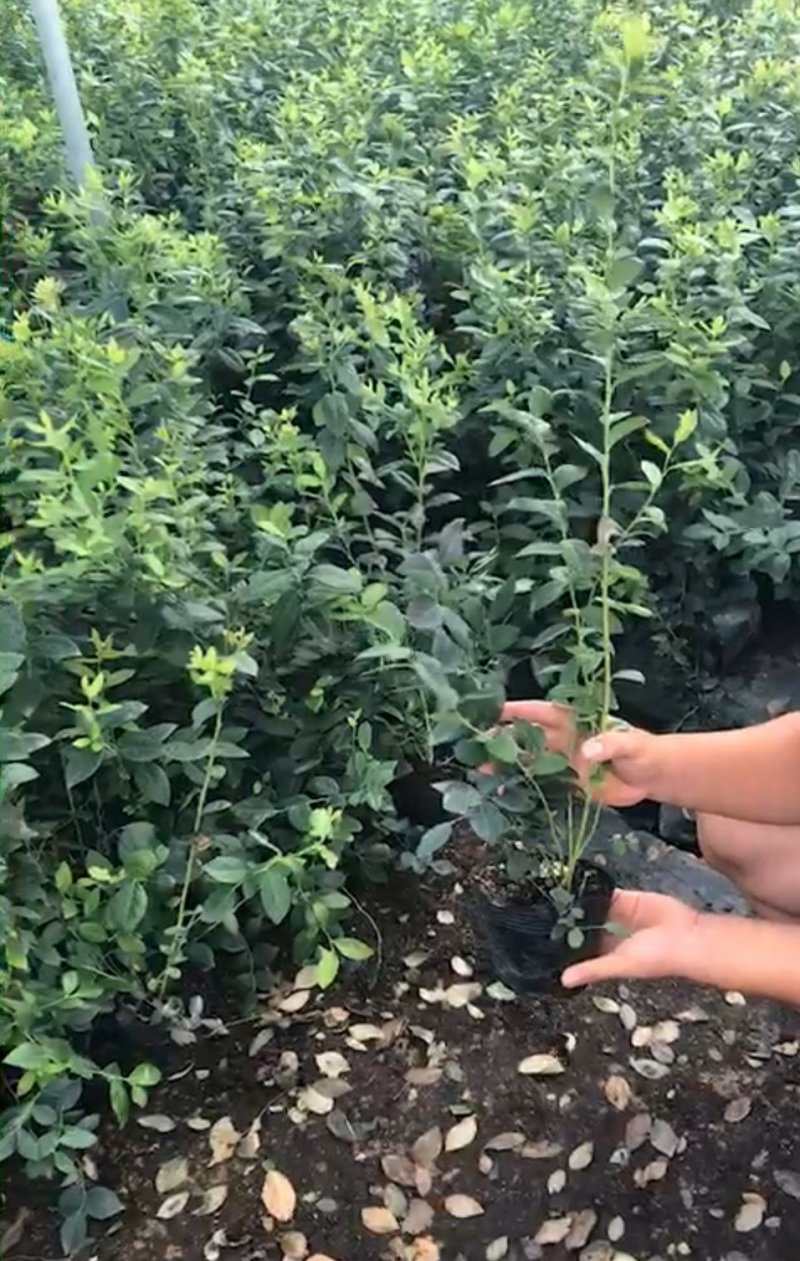 蓝莓苗薄雾蓝莓盆景蓝莓树苗南北方盆栽地栽微土球发货