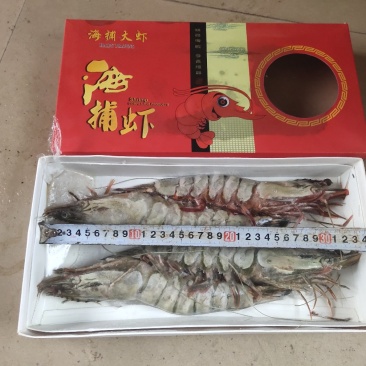 海捕虾