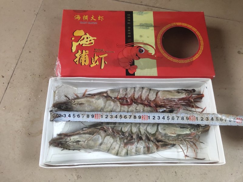 海捕虾