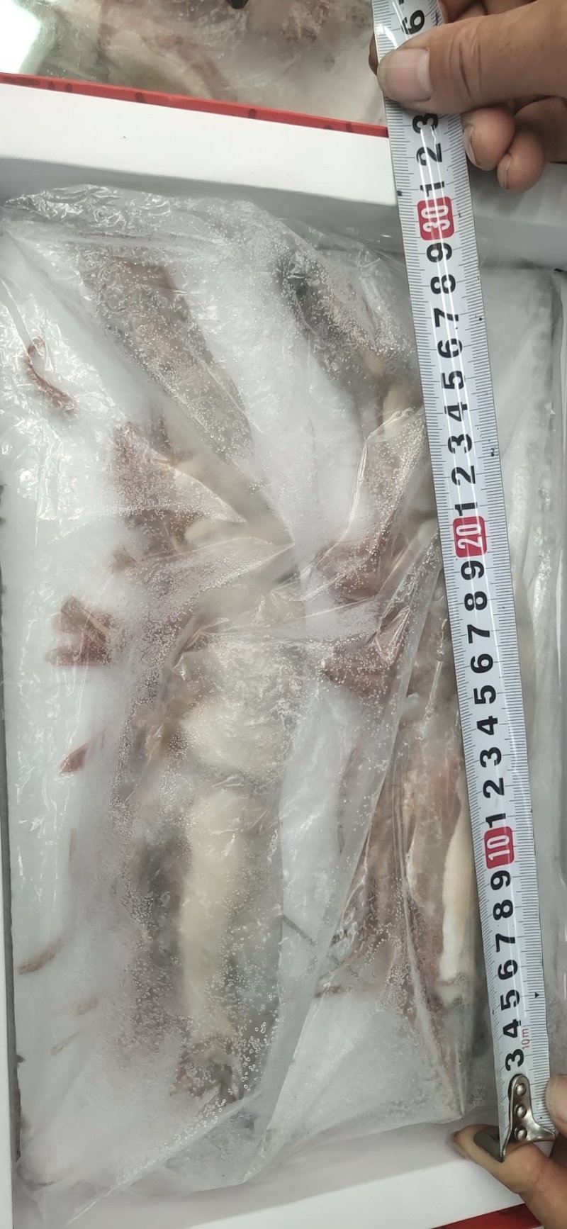 海捕虾