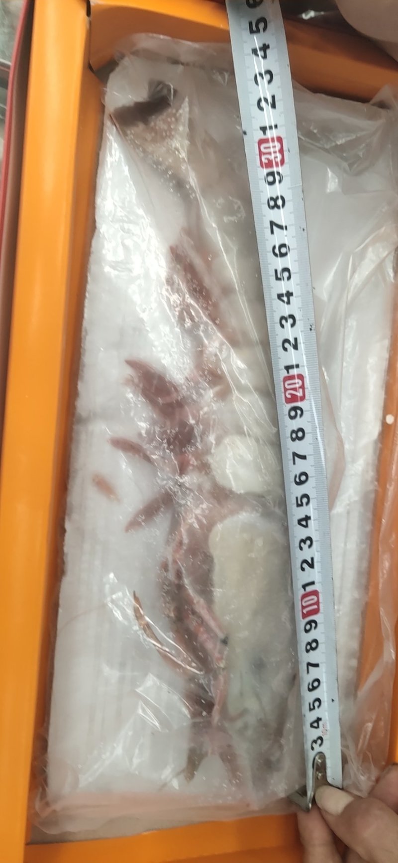 海捕虾