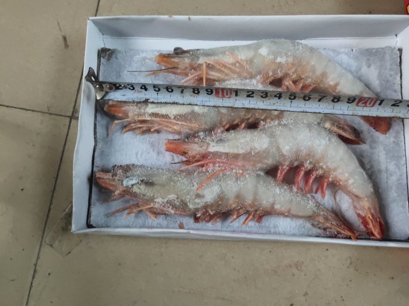 海捕虾