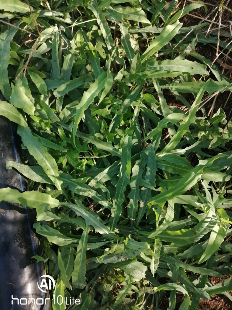 新鲜苦菜