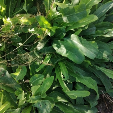 新鲜苦菜