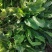 新鲜苦菜