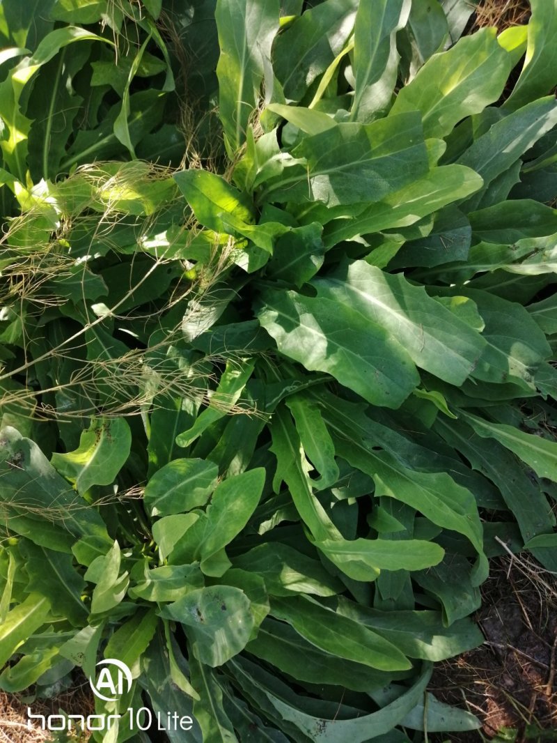 新鲜苦菜