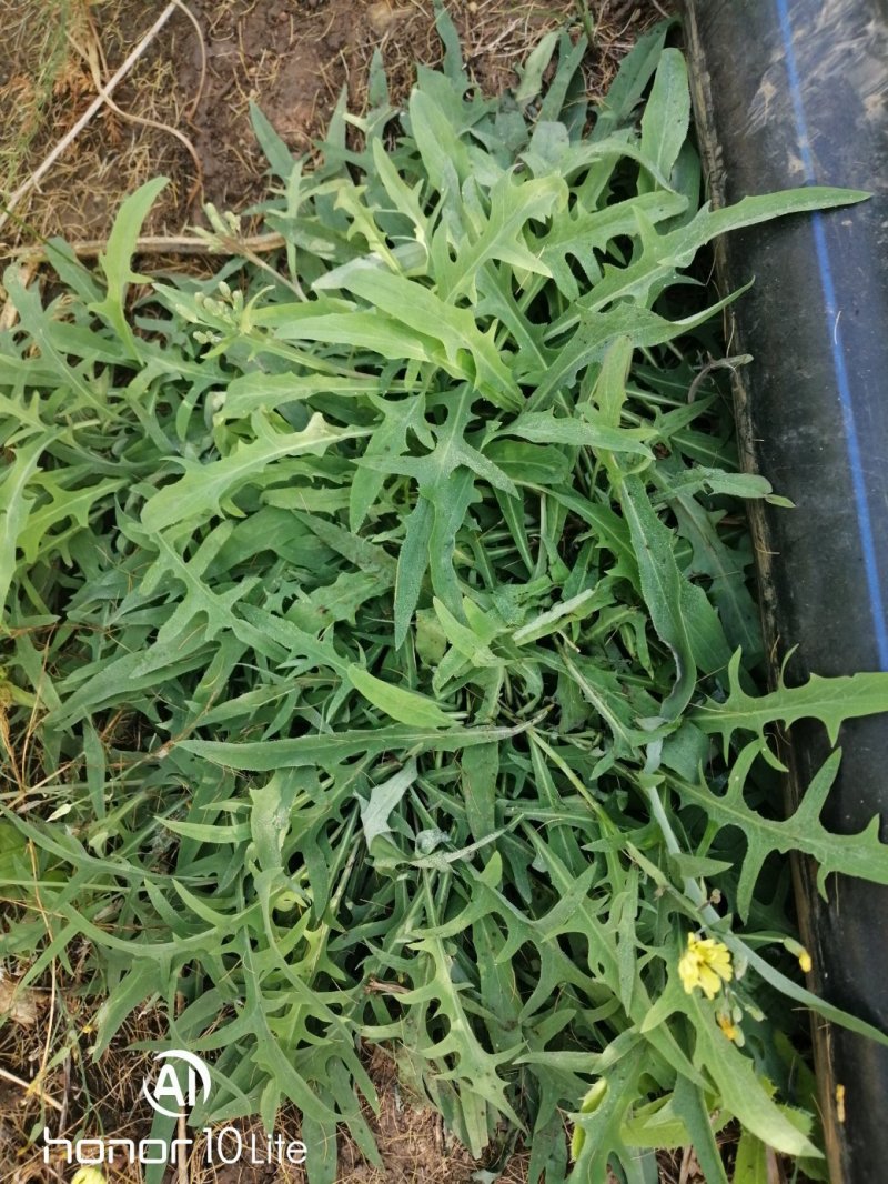 新鲜苦菜