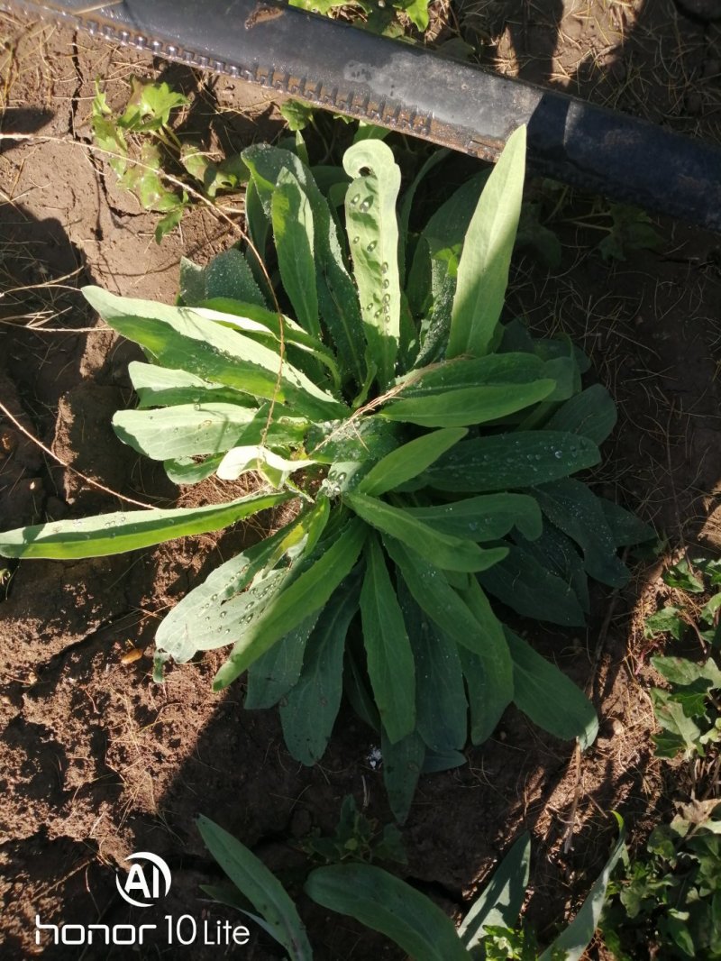 新鲜苦菜