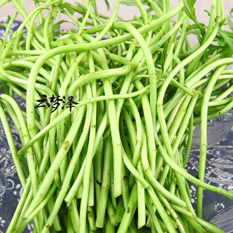 云梦泽湖北特产新鲜泥蒿芦蒿黎蒿篱蒿泥耗黎耗