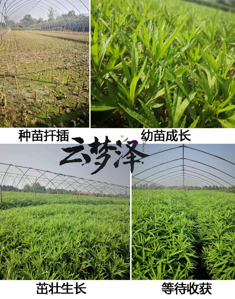 云梦泽湖北特产新鲜泥蒿芦蒿黎蒿篱蒿泥耗黎耗