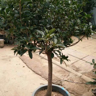 嫁接桂花树苗，桂花树花香花期长