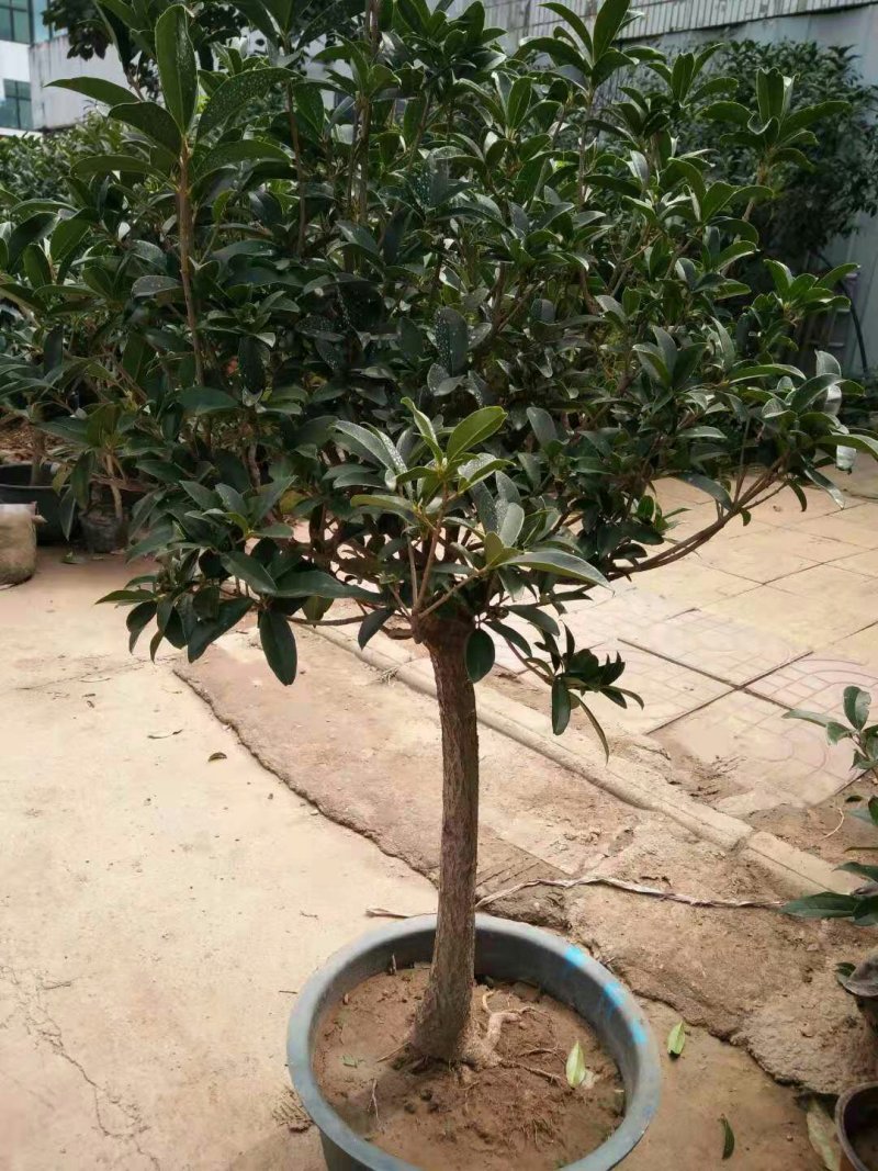 嫁接桂花树苗，桂花树花香花期长