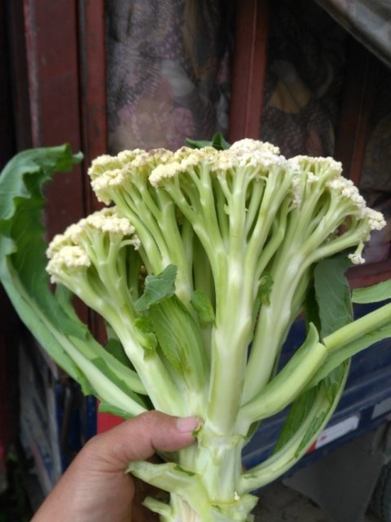大量有机菜花，实花菜上市了，