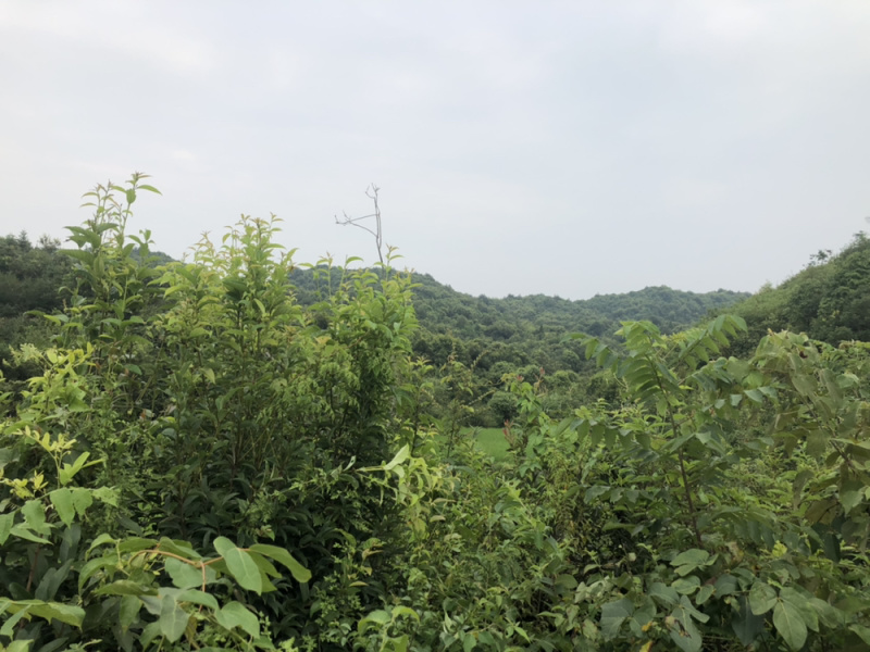 山地转让