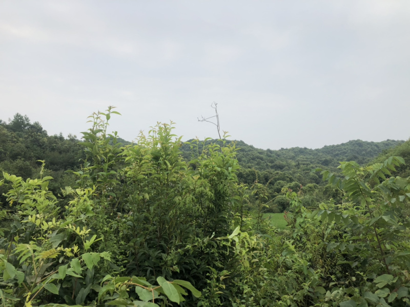 山地转让