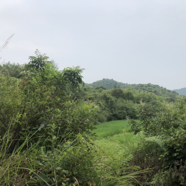 山地转让