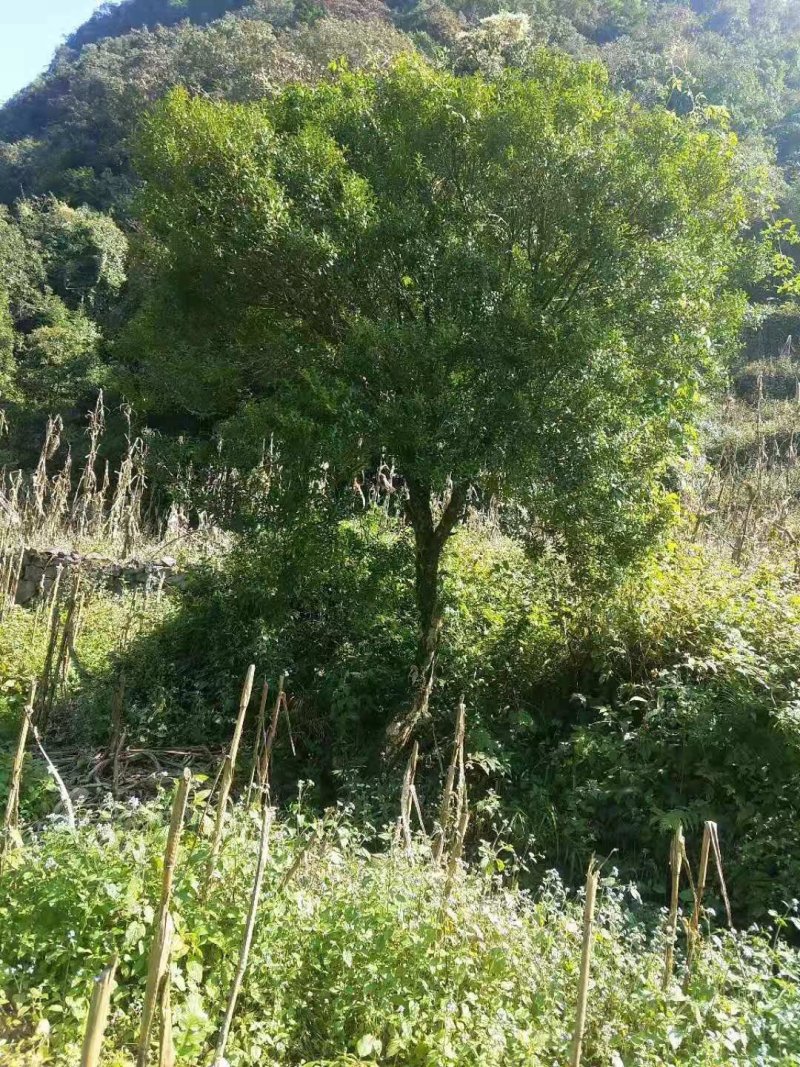 小叶黄杨