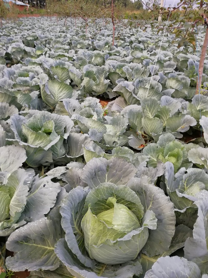 圆包菜大量销售中