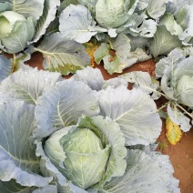 圆包菜大量销售中