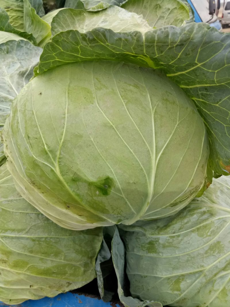 【推荐】甘蓝扁包菜，河北扁包菜产地直供一手货源欢迎采购