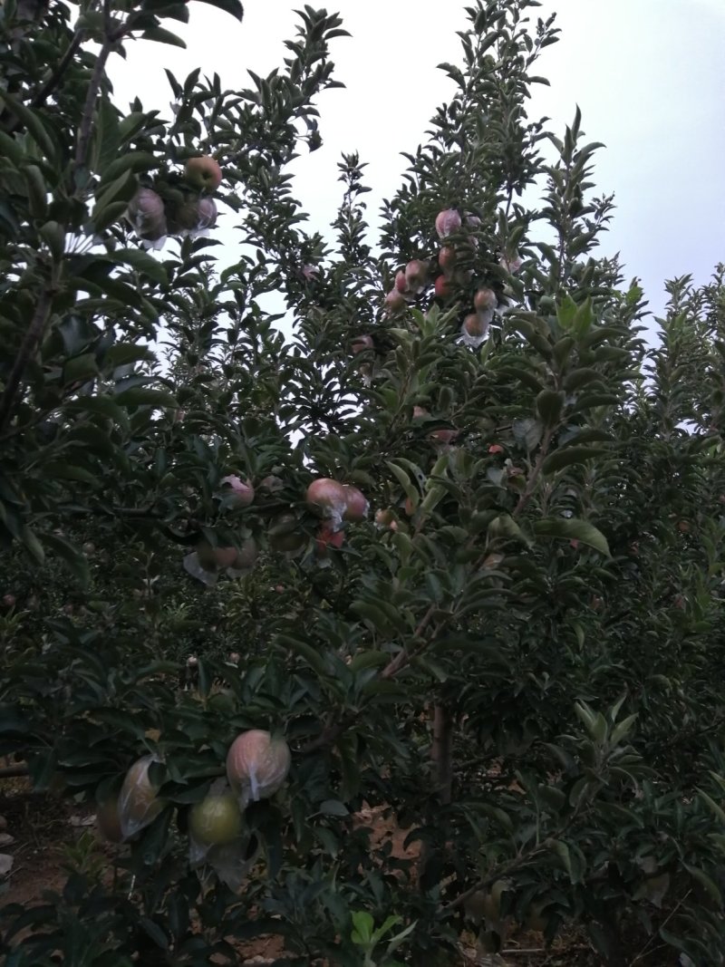 苹果