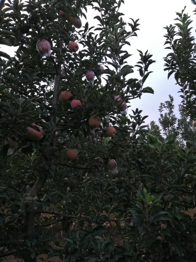 苹果
