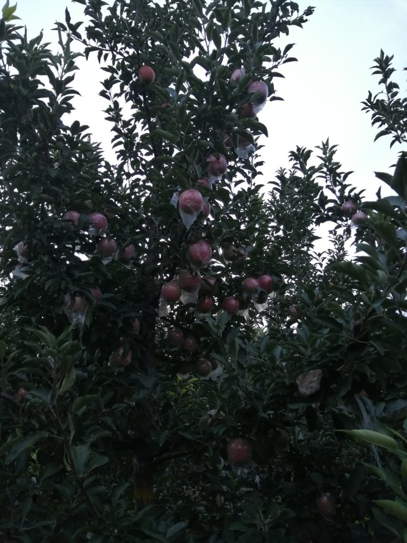 苹果