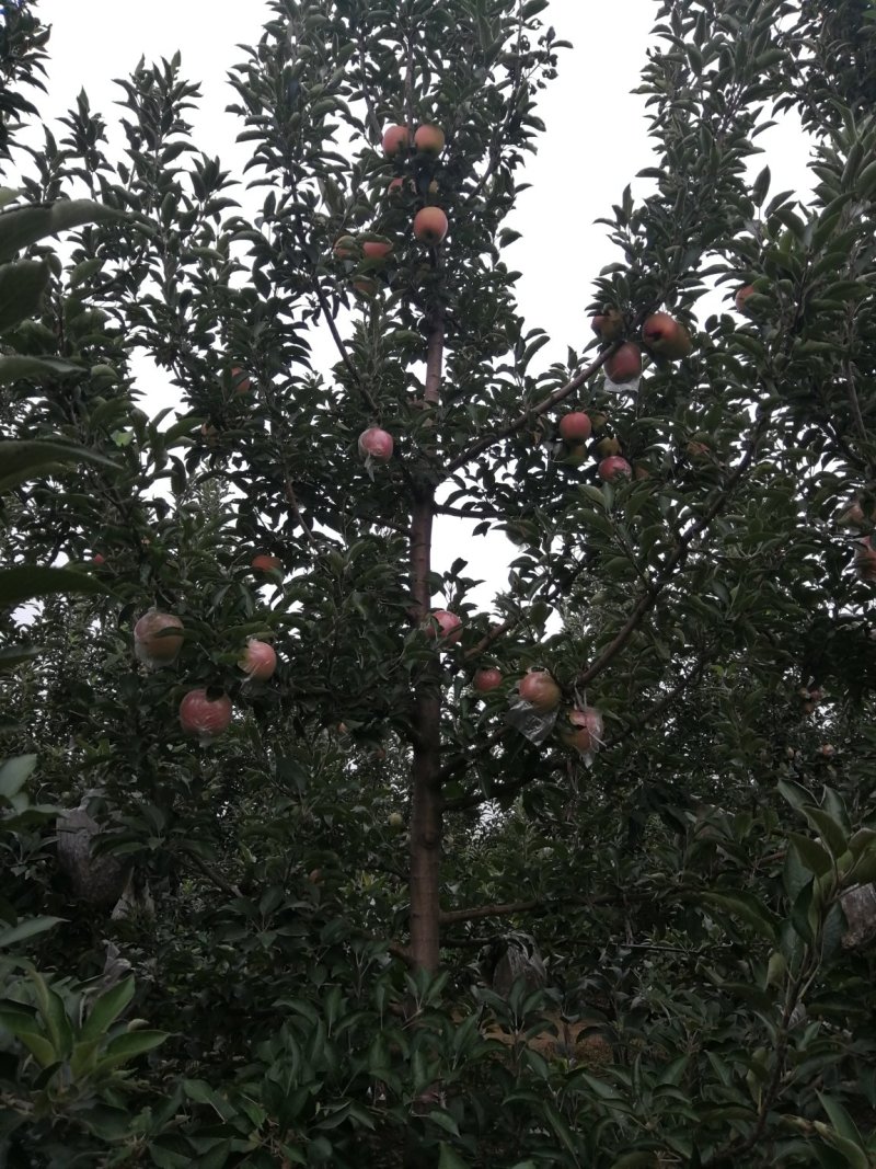 苹果