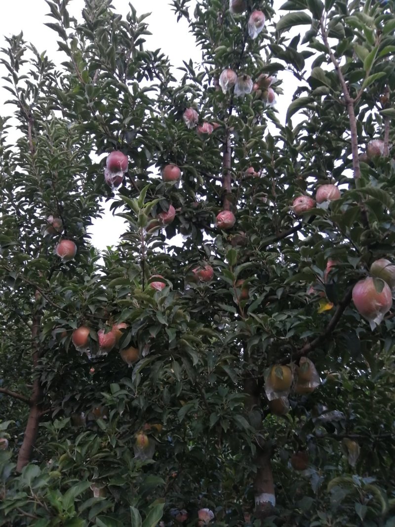 苹果
