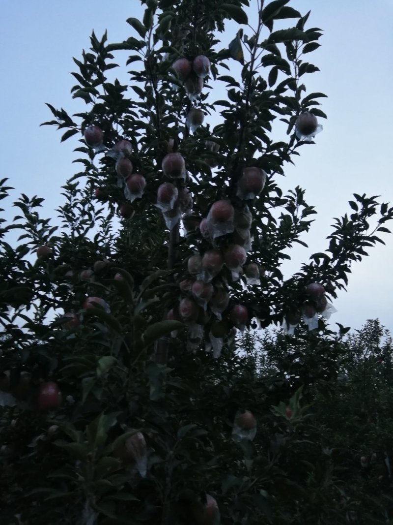 苹果