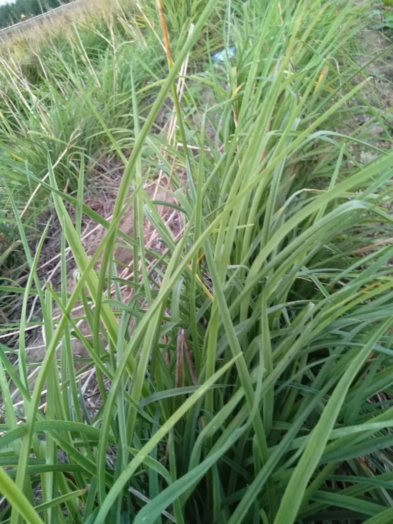 黄花菜苗