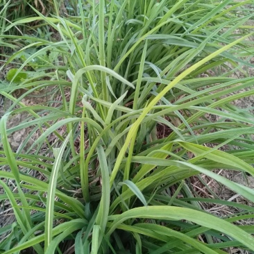黄花菜苗