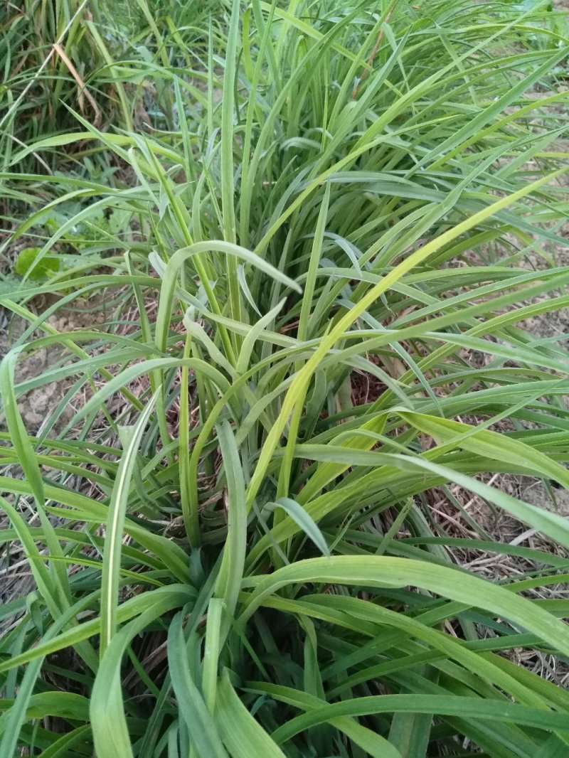 黄花菜苗