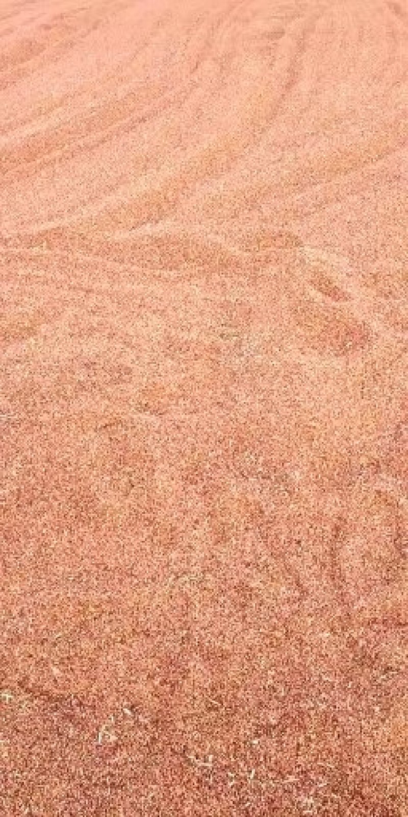 高粱红樱子