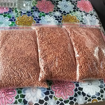 高粱红樱子