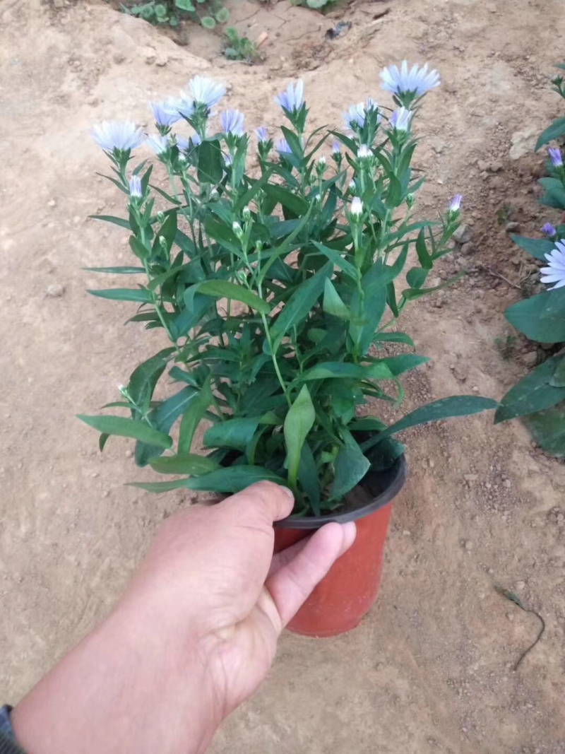 紫菀基地直供质优价廉欢迎实地考察