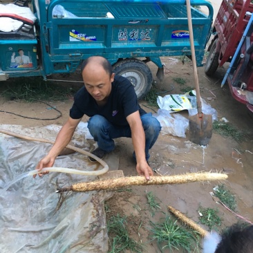 棒药，条行，好口感好纯沙地直滚远留白