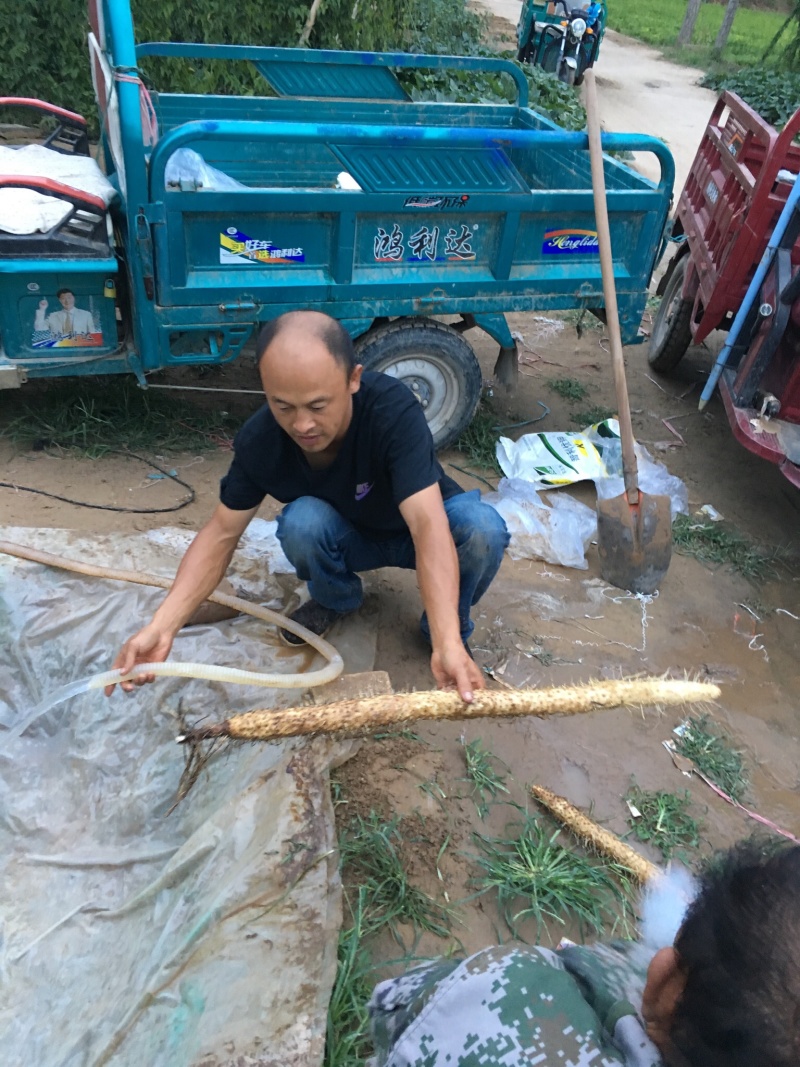 棒药，条行，好口感好纯沙地直滚远留白