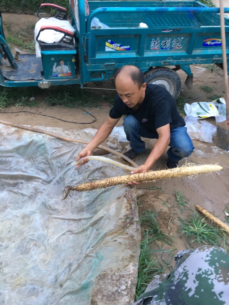 棒药，条行，好口感好纯沙地直滚远留白