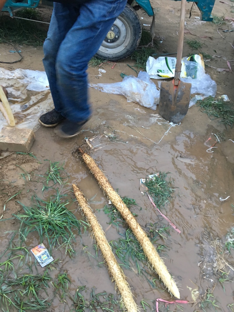 棒药，条行，好口感好纯沙地直滚远留白