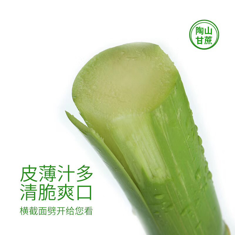 陶山青皮白玉甘蔗上市啦