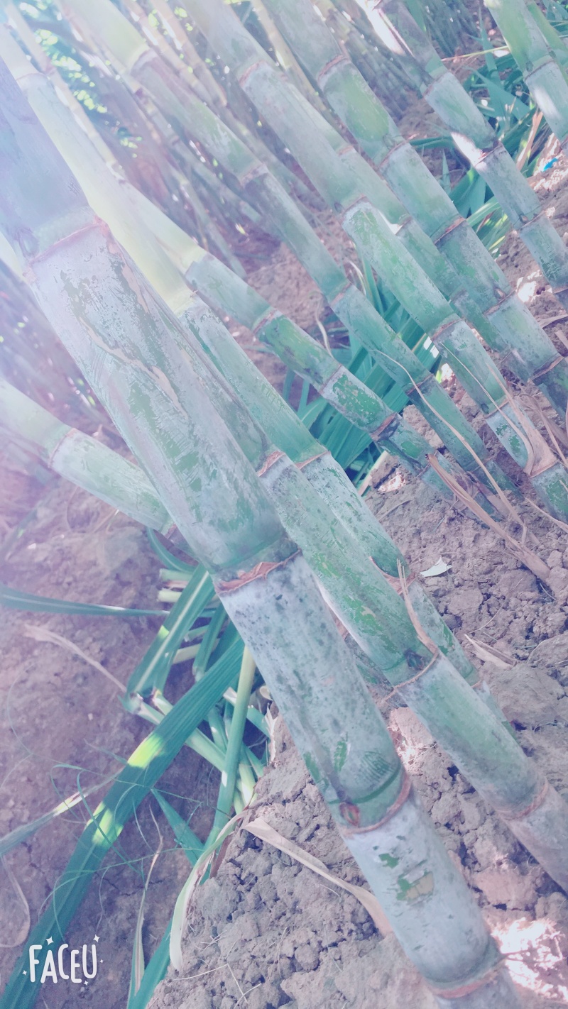 陶山青皮白玉甘蔗上市啦