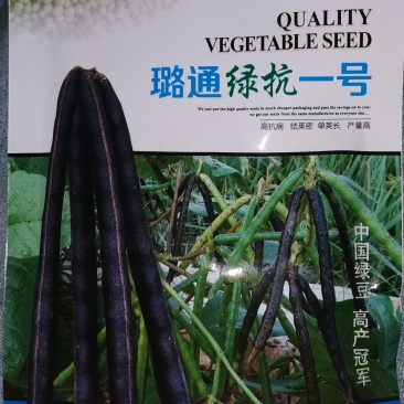 绿豆种子大田菜园高产易种早熟不炸荚饱满圆润绿豆种子杂