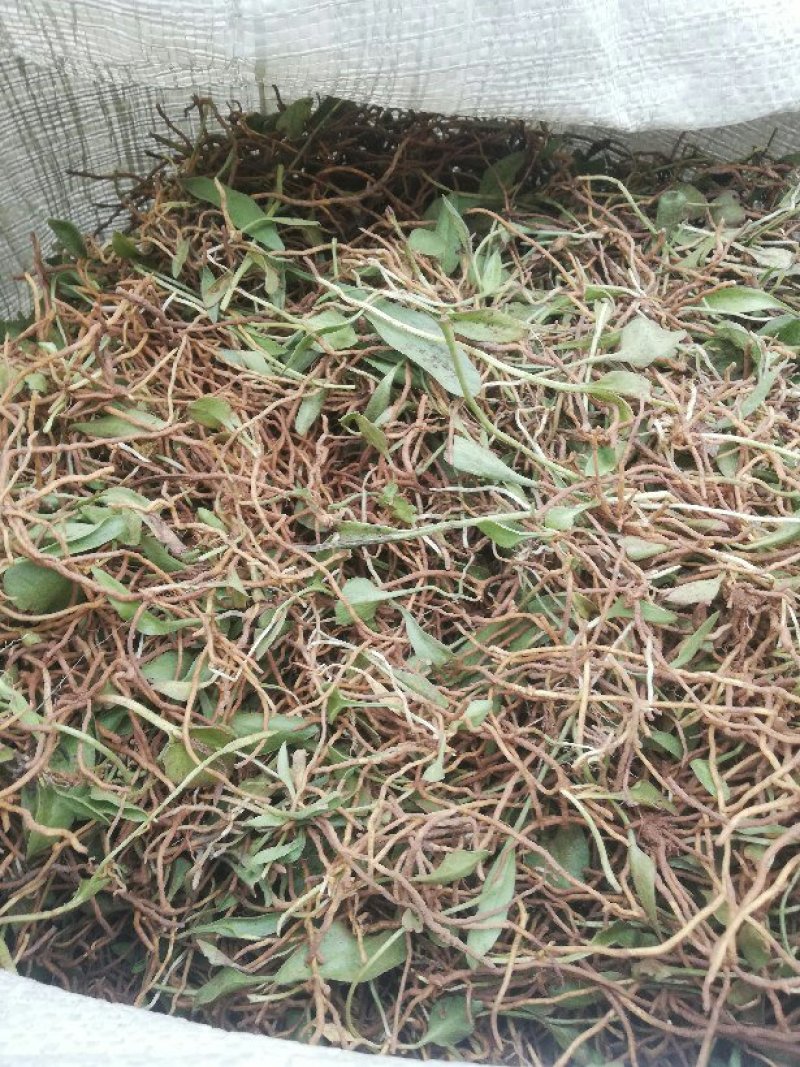 鲜一支箭